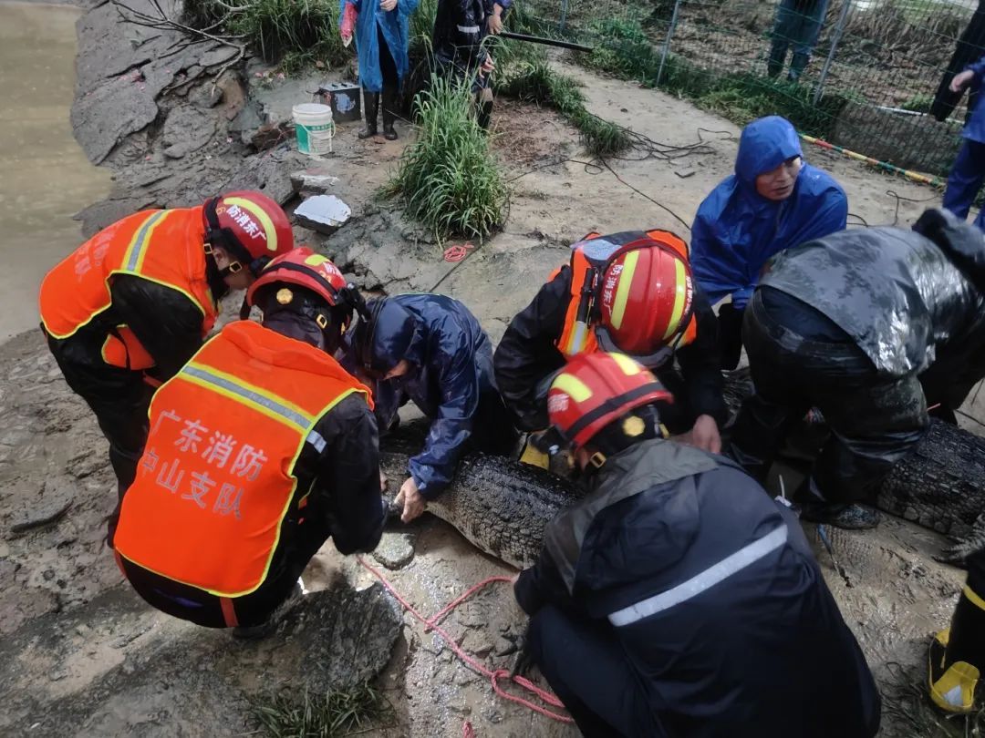中山暴雨破纪录，4条鳄鱼趁灾出逃！官方回应→