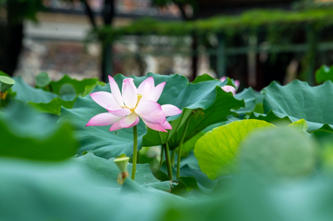 就在今天，正式迎来！这一口鲜，正当时