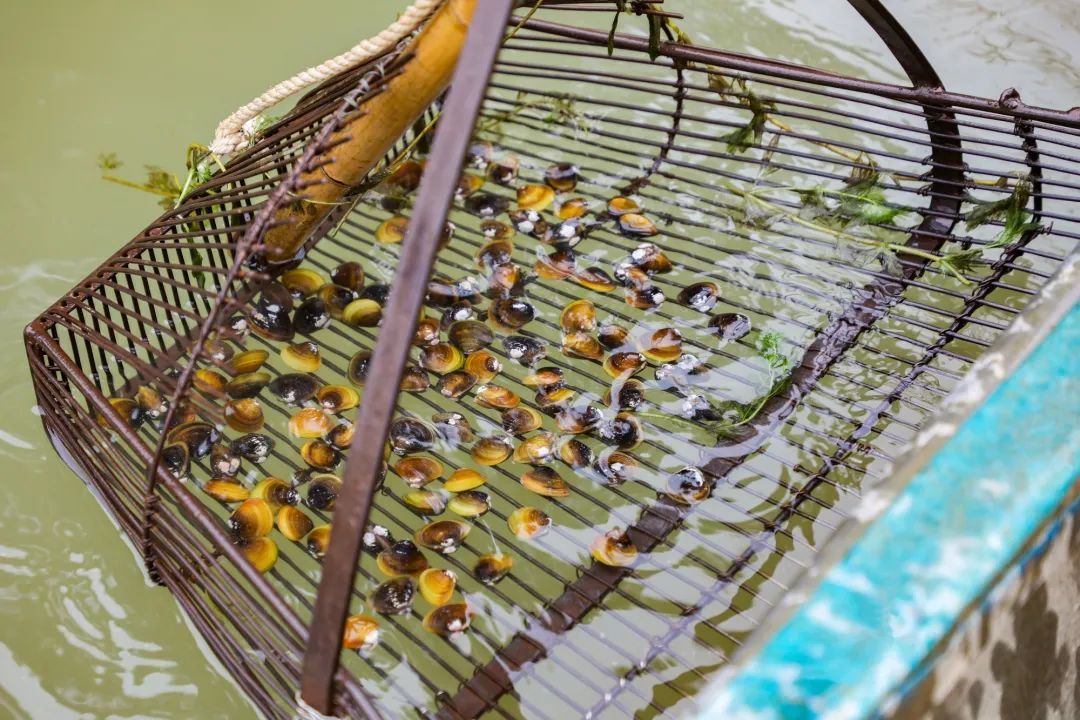 就在今天，正式迎来！这一口鲜，正当时