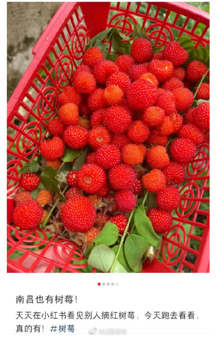 140元一斤!江西人都出动了,很多路边随处可见 140元一斤!江西人都出动了,很多路边随处可见