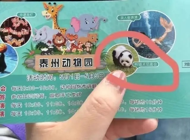 泰州动物园“熊猫犬”走红，网友戏称向宠物店借的，动物园：灵感来源网络