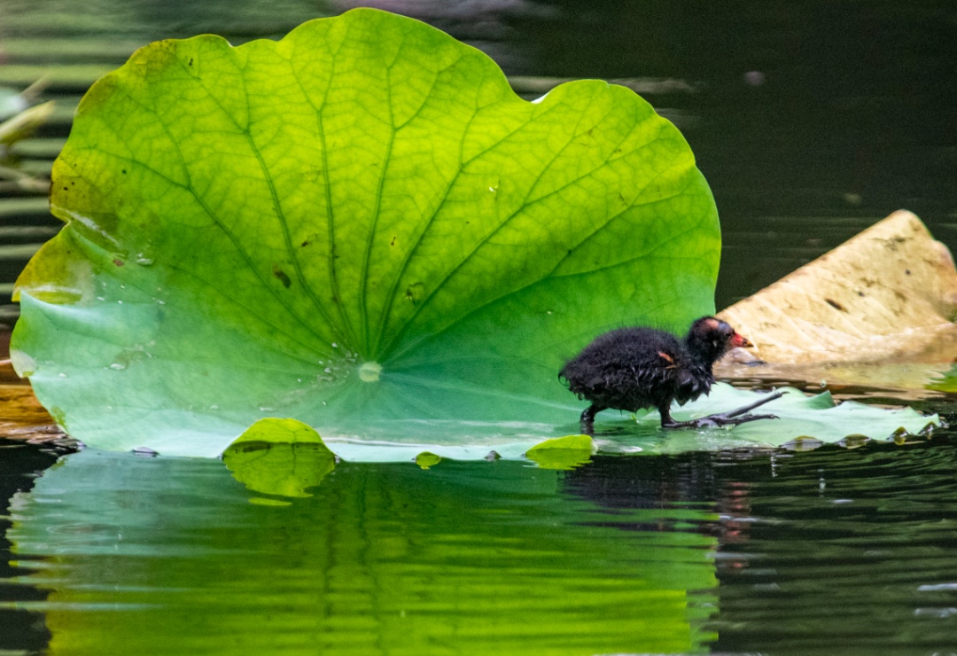 就在今天，正式迎来！这一口鲜，正当时