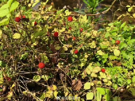 140元一斤!江西人都出动了,很多路边随处可见 140元一斤!江西人都出动了,很多路边随处可见