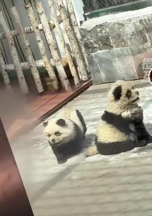 火爆社交网络！数万人打卡“熊猫犬”？一地动物园回应