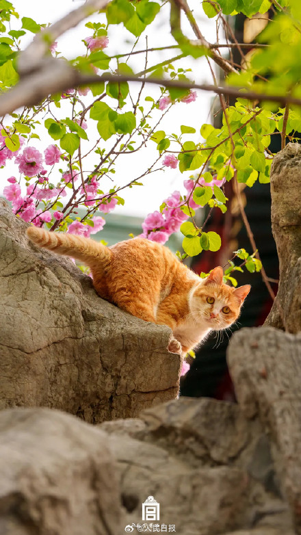 一组壁纸！感受故宫繁花之美