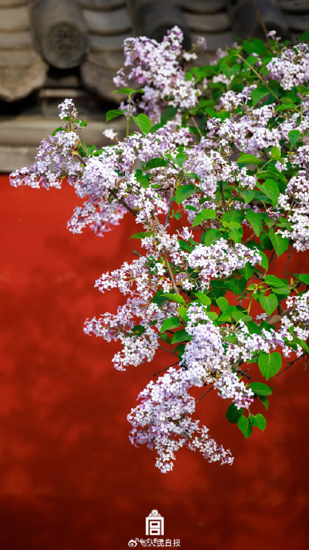 一组壁纸！感受故宫繁花之美