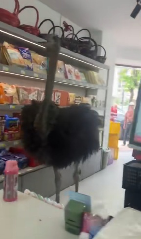 广东肇庆一鸵鸟街头狂奔,之后搭乘私家车离开?当地林业局回应 广东肇庆一鸵鸟街头狂奔,之后搭乘私家车离开?当地林业局回应