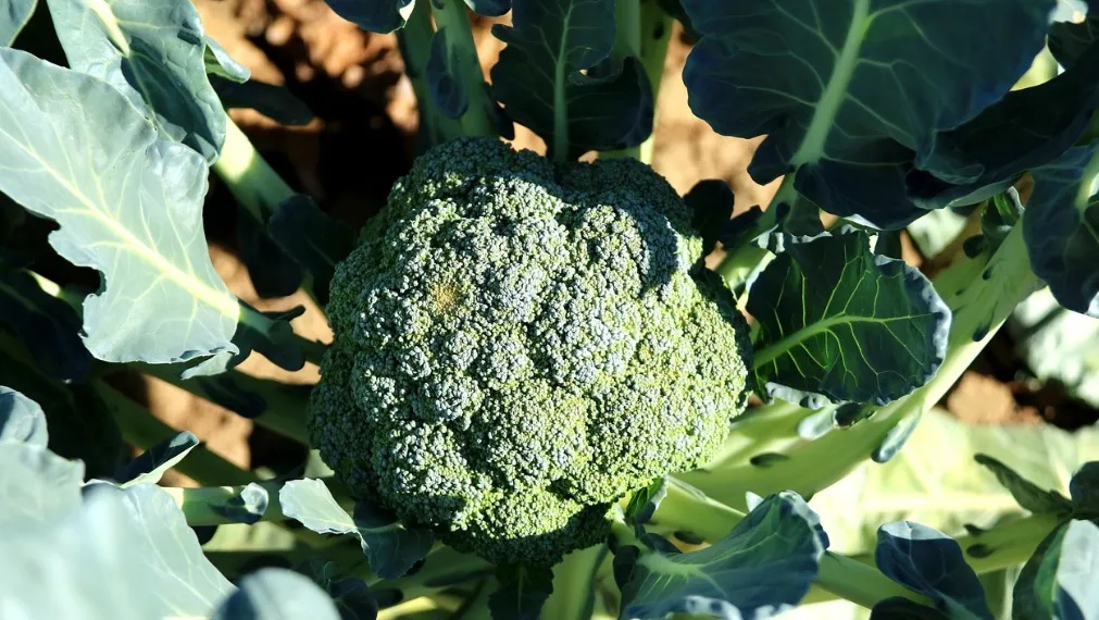 61岁男子吃饭后肾衰竭,医生叹息:炒菜再懒也别省这一步 61岁男子吃饭后肾衰竭,医生叹息:炒菜再懒也别省这一步