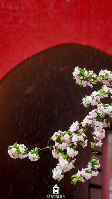 一组壁纸！感受故宫繁花之美