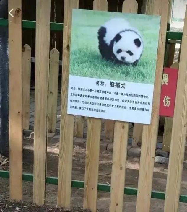 火爆社交网络！数万人打卡“熊猫犬”？一地动物园回应