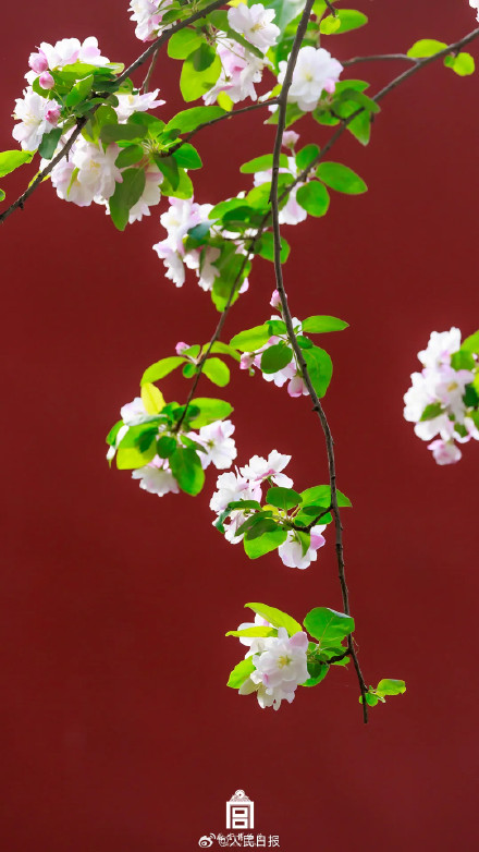 一组壁纸！感受故宫繁花之美