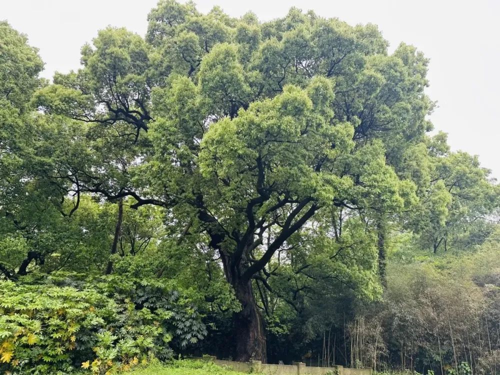 好上头！近期杭州大量出现，不少人都在问......
