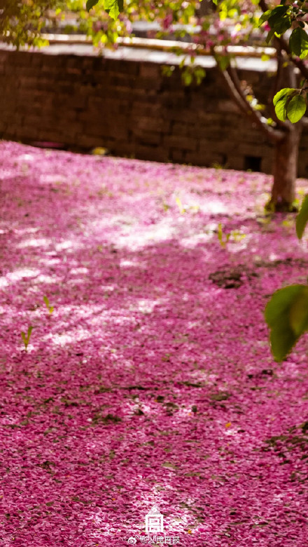 一组壁纸！感受故宫繁花之美