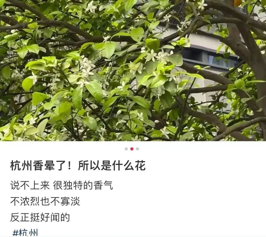 好上头！近期杭州大量出现，不少人都在问......