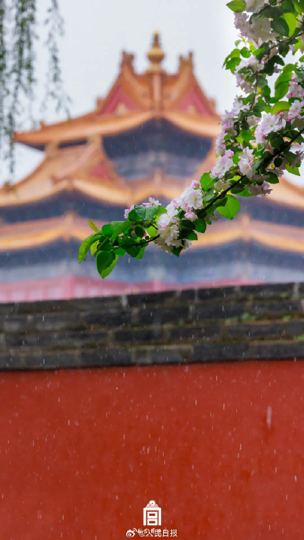 一组壁纸！感受故宫繁花之美