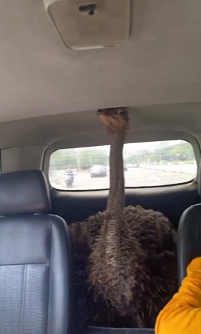 广东肇庆一鸵鸟街头狂奔,之后搭乘私家车离开?当地林业局回应 广东肇庆一鸵鸟街头狂奔,之后搭乘私家车离开?当地林业局回应