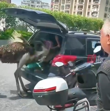 广东肇庆一鸵鸟街头狂奔,之后搭乘私家车离开?当地林业局回应 广东肇庆一鸵鸟街头狂奔,之后搭乘私家车离开?当地林业局回应
