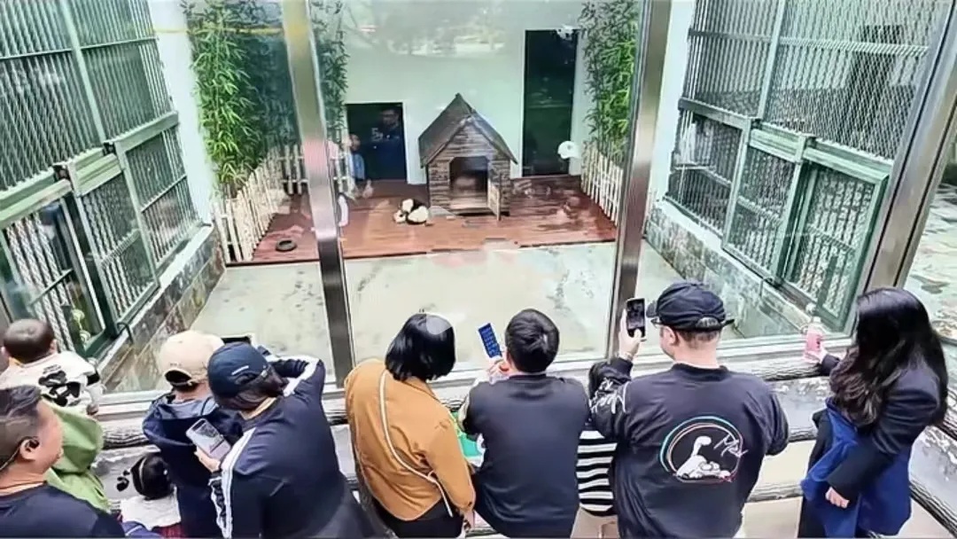 泰州“熊猫犬”走红！网友：这两只熊猫怎么“狗里狗气”的