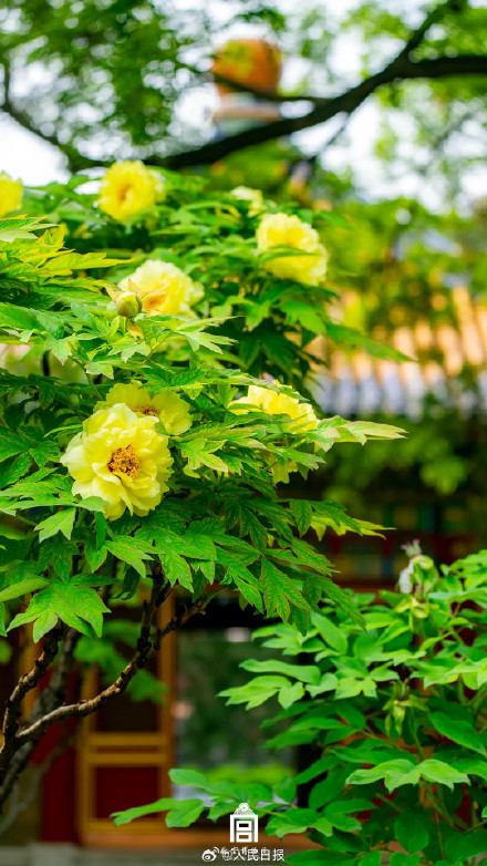 一组壁纸！感受故宫繁花之美