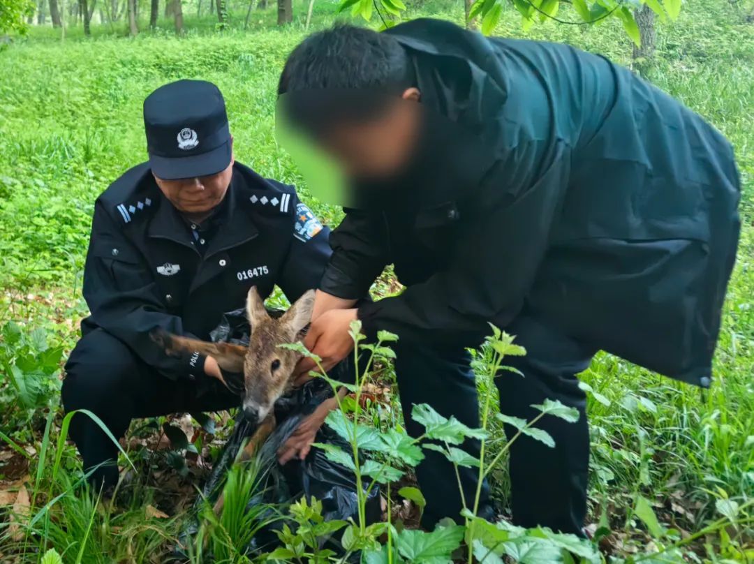 那些送往红山动物园的小家伙们，现在怎么样了？