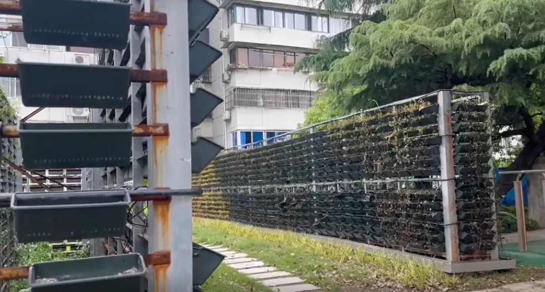 维保期内的绿墙枯了，居民也要“哭了”！后续要花10万一年？