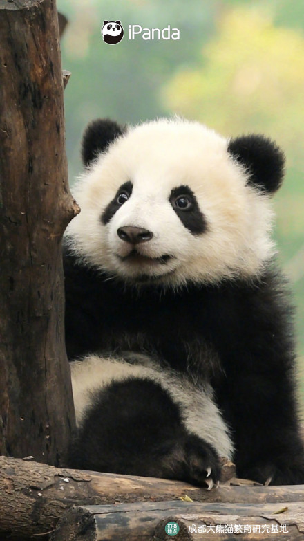 自带微笑唇的熊猫宝宝有多可爱