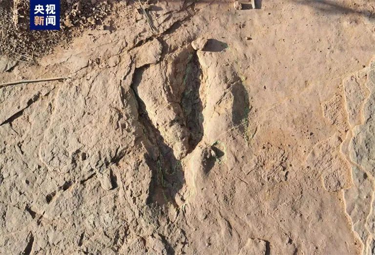 《侏罗纪公园》恐龙“现世”？福建发现全球最大的恐爪龙类足迹