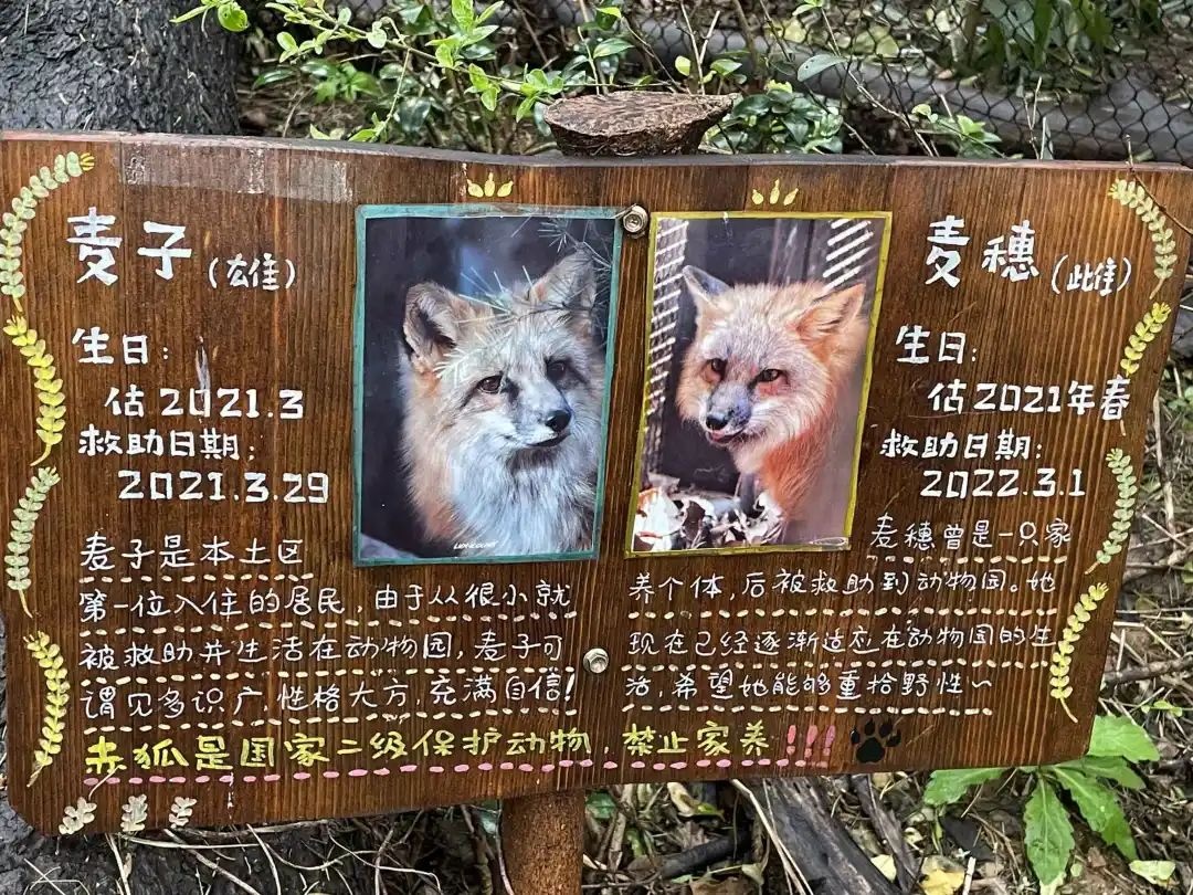 那些送往红山动物园的小家伙们，现在怎么样了？