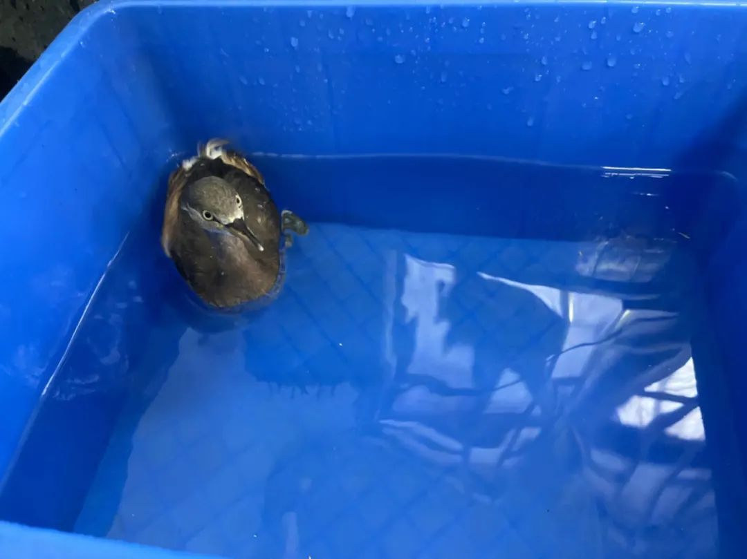 那些送往红山动物园的小家伙们，现在怎么样了？