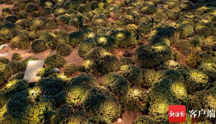 全国荔枝减产约四成,小年之下海南荔枝“早”突围 全国荔枝减产约四成,小年之下海南荔枝“早”突围