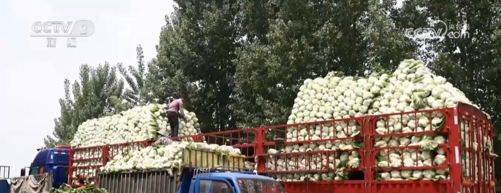 4月份“菜篮子”价格季节性下降 主产区蔬菜上市正当时 4月份“菜篮子”价格季节性下降 主产区蔬菜上市正当时