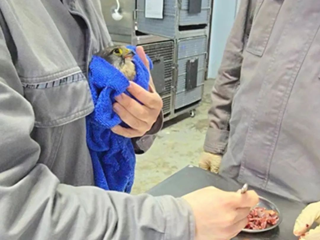 那些送往红山动物园的小家伙们，现在怎么样了？