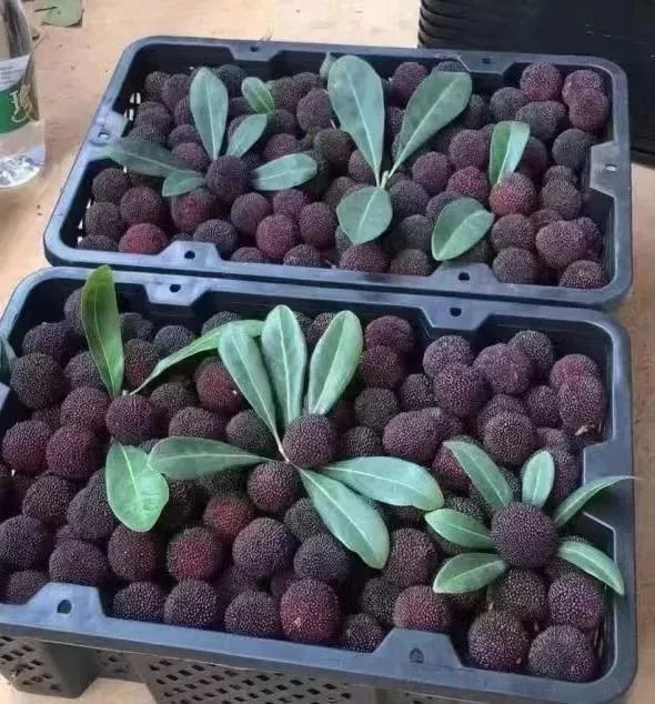 价格断崖下跌!许多人很爱,网友惊呼:难以置信 价格断崖下跌!许多人很爱,网友惊呼:难以置信