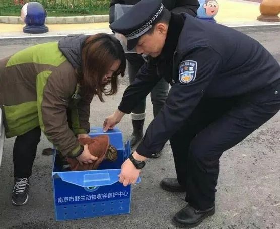 那些送往红山动物园的小家伙们，现在怎么样了？