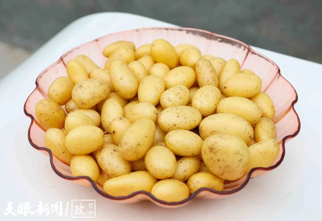 贵州威宁盛产“没有土的土豆”！