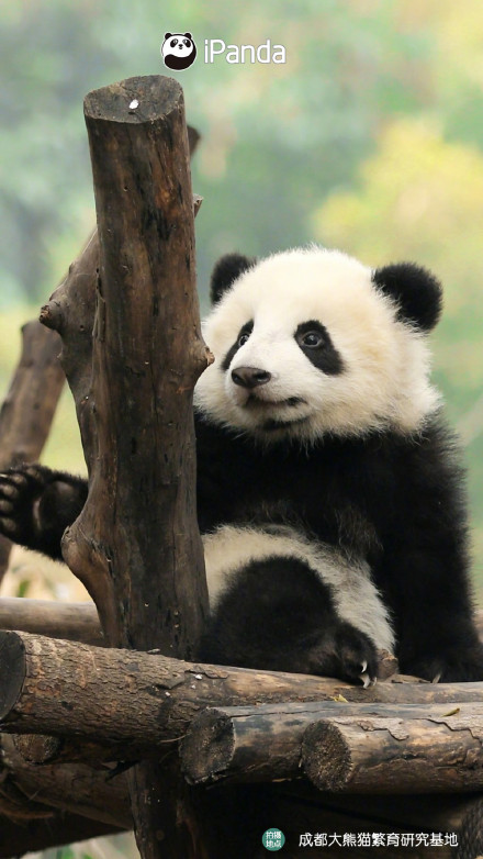 自带微笑唇的熊猫宝宝有多可爱