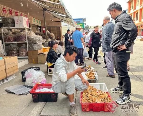 这种头水野生菌上市啦！很多昆明人都爱吃