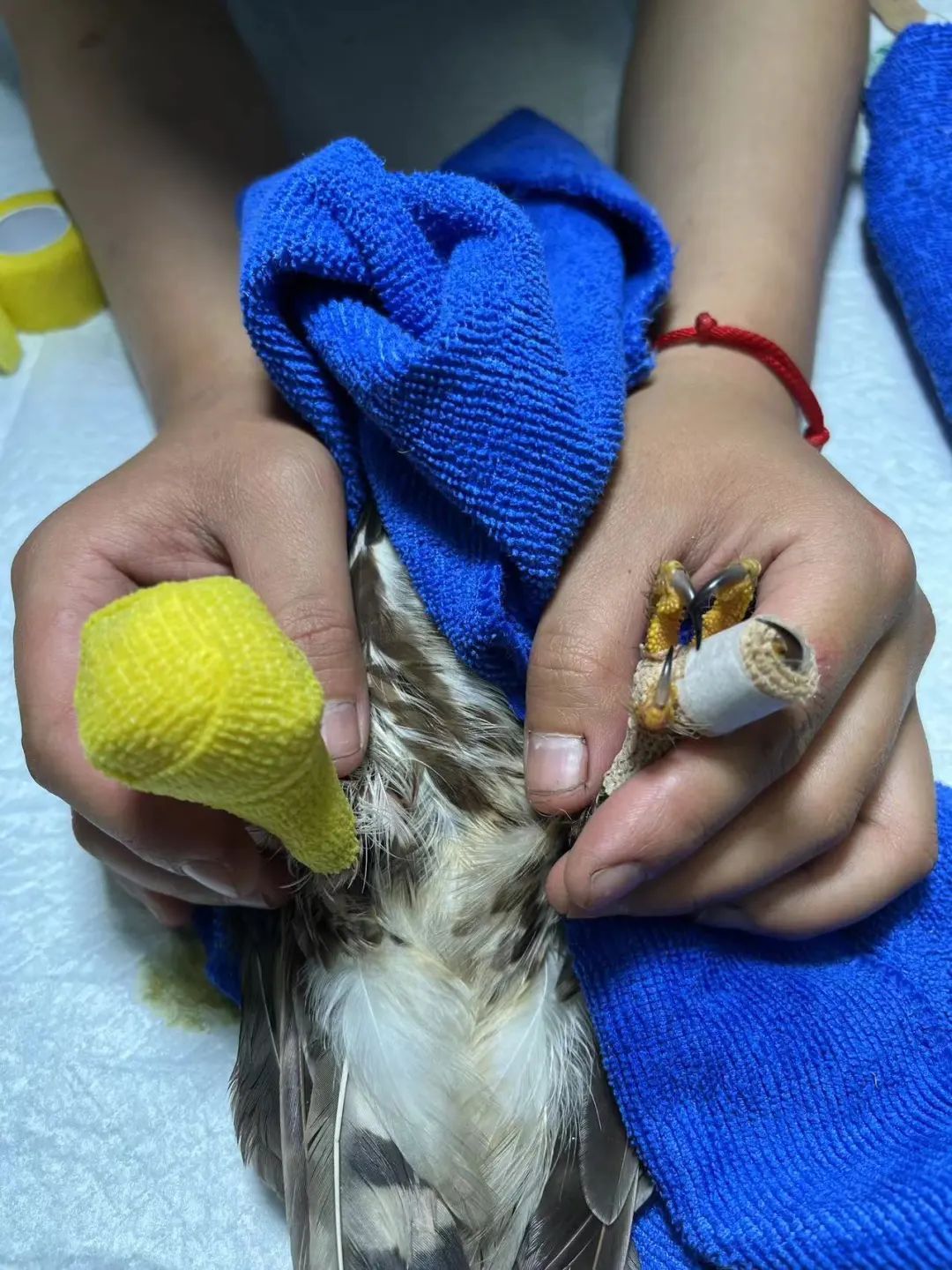 那些送往红山动物园的小家伙们，现在怎么样了？