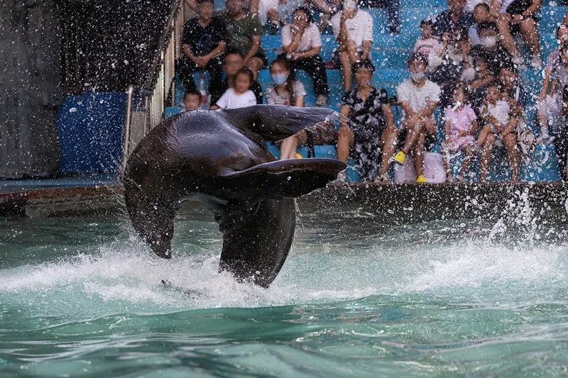 合肥野生动物园刚刚通知！部分馆暂停对外开放