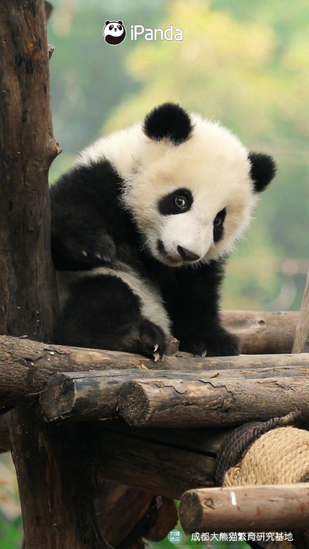 自带微笑唇的熊猫宝宝有多可爱