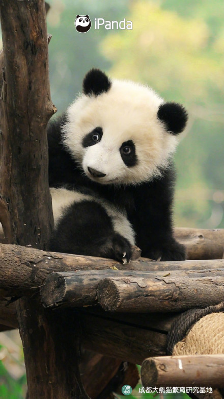 自带微笑唇的熊猫宝宝有多可爱