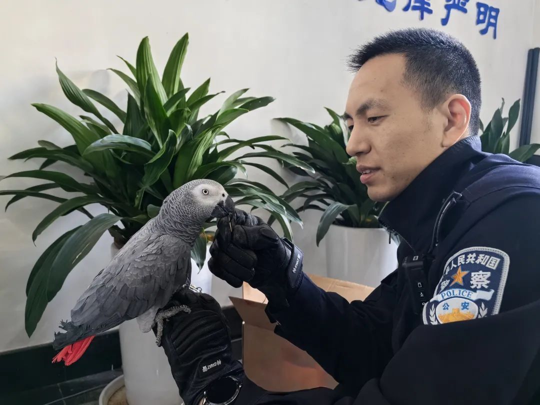 那些送往红山动物园的小家伙们，现在怎么样了？