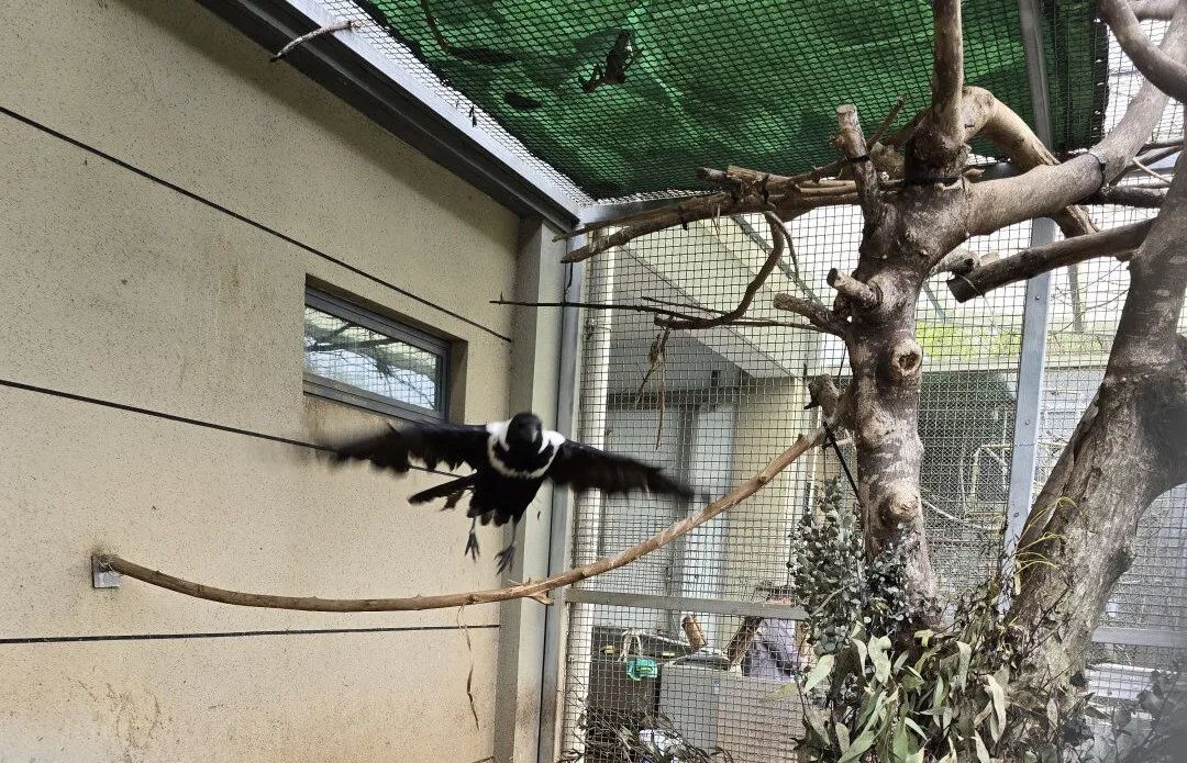 那些送往红山动物园的小家伙们，现在怎么样了？