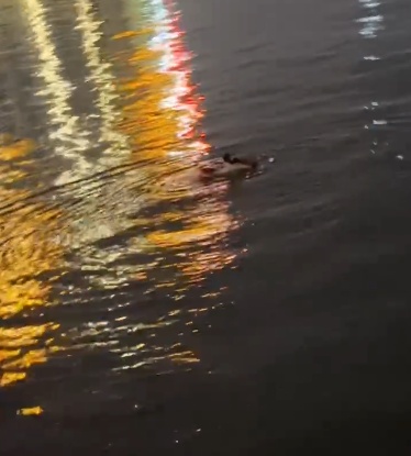 00后退伍小伙夜晚跳北海救人，母亲心疼！