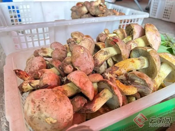 这种头水野生菌上市啦！很多昆明人都爱吃