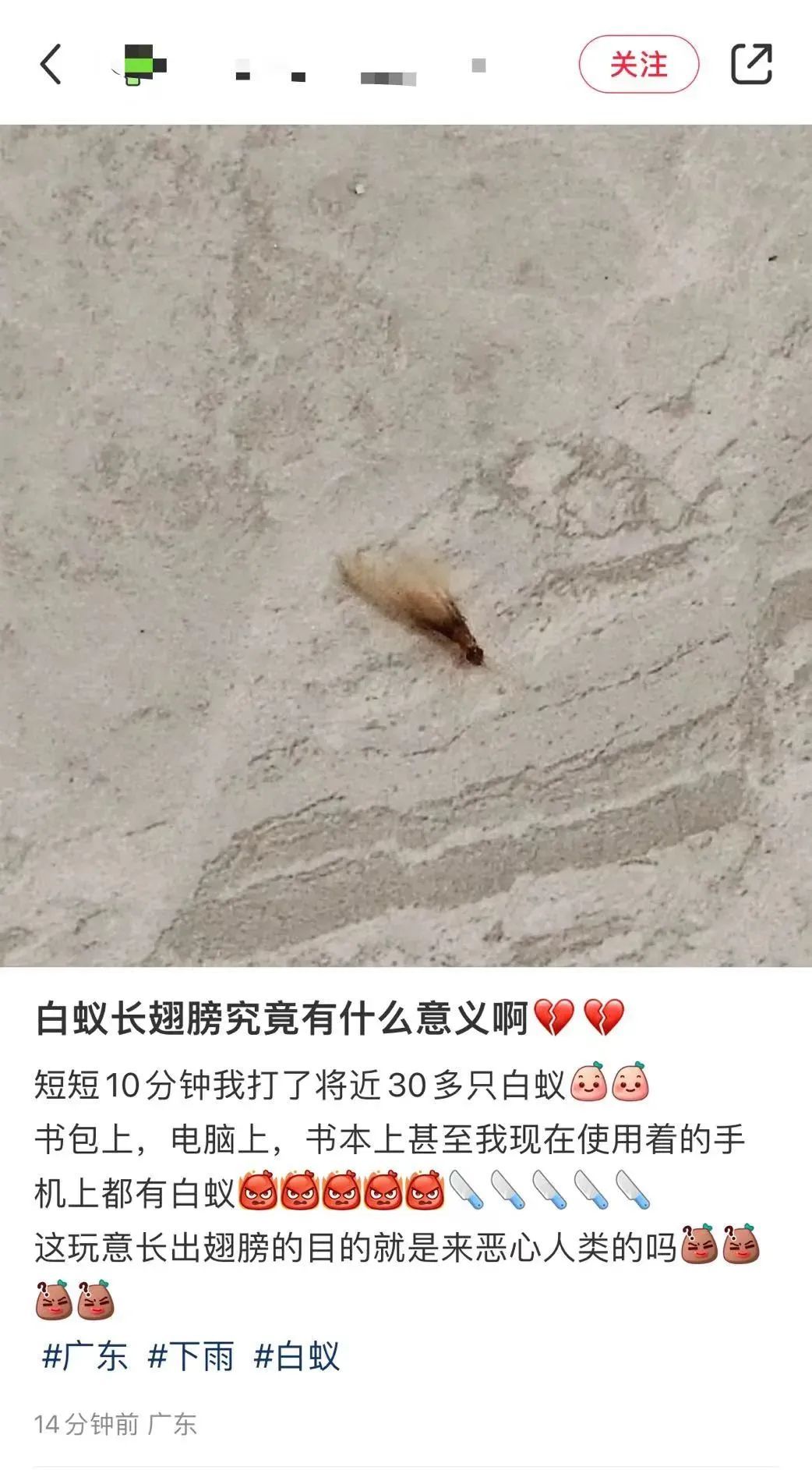 广东人请关好门窗！它们又来了！