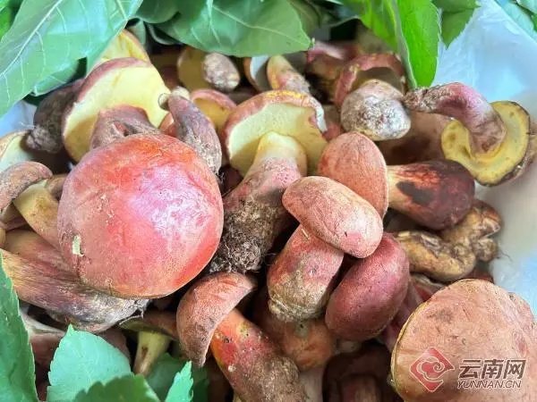 这种头水野生菌上市啦！很多昆明人都爱吃