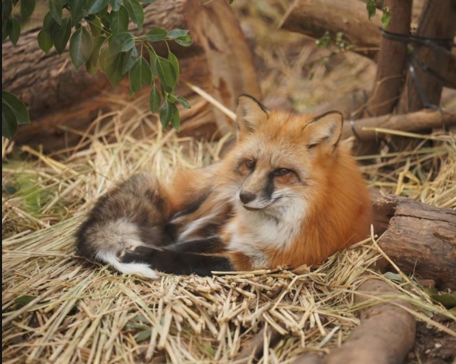 那些送往红山动物园的小家伙们，现在怎么样了？