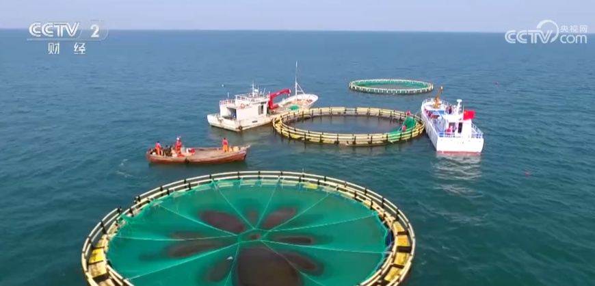“智慧渔场”打造“蓝色粮仓” 深远海里忙收鱼