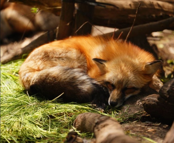 那些送往红山动物园的小家伙们，现在怎么样了？